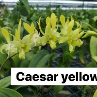 Các loại nắng cây giống