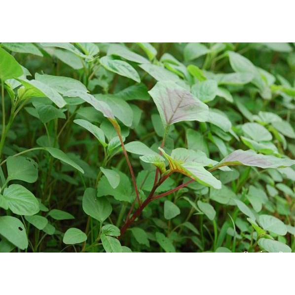 Hạt giống rau dền cơm 20gr