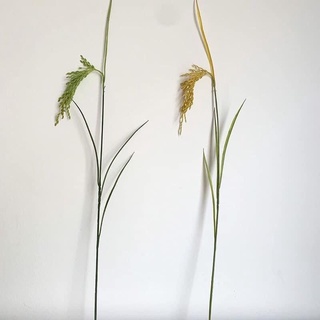 BÔNG LÚA NHÂN TẠO TRANG TRÍ TẾT, PHONG THỦY