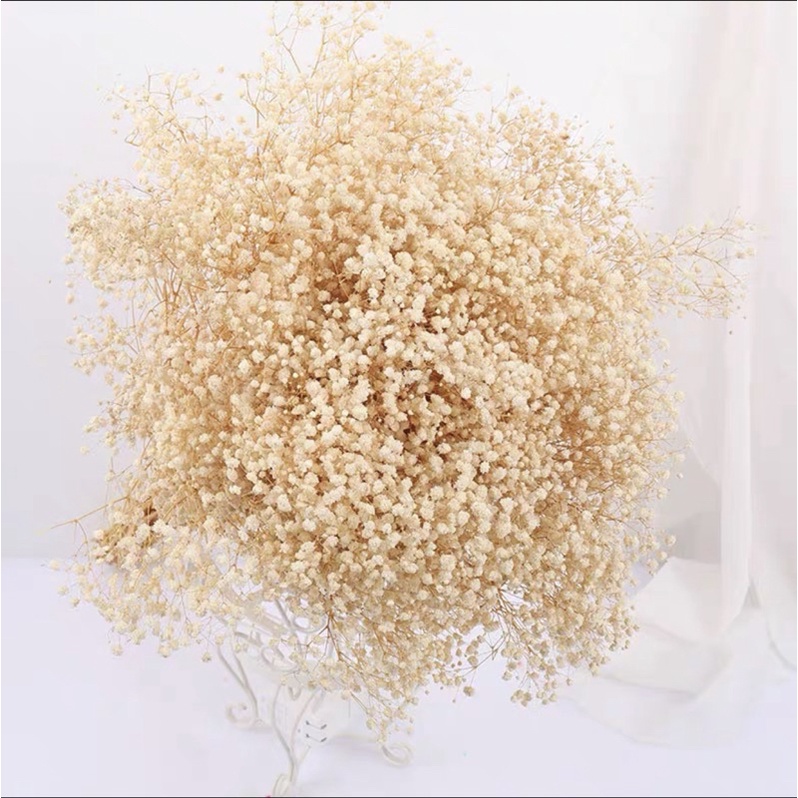 Hoa baby khô ướp màu, Hoa khô Gypsophila trang trí phòng ngủ, làm đồ hanmade, chụp hình cưới siêu xinh