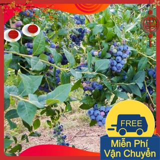 Combo 3 Gói Hạt Giống Cây Việt Quất ( Blubery)