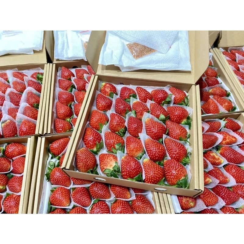 Dâu tây giống Nhật Sky VIP 25-30 trái NGỌT đậm, Thơm ngon, mọng nước.