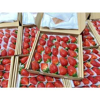 Dâu tây giống Nhật Sky VIP 25-30 trái NGỌT đậm, Thơm ngon, mọng nước.