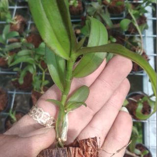Hoa Lan Giả Hạc F21 Bắc Kạn