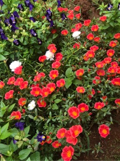 combo hoa tổng hợp