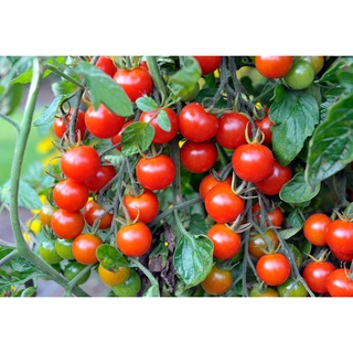 Phân đạm cá nước ngọt (30 lít)