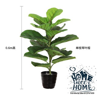 Cây bàng sing giả 60cm-170cm