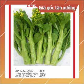 Hạt giống cải ngồng mập 20gr ~4000 hạt hạt giống