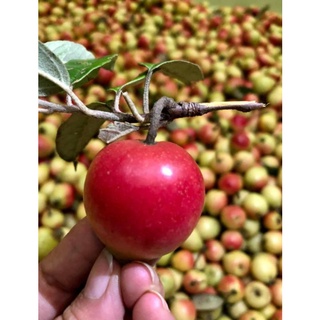 Mật ong bạc hà