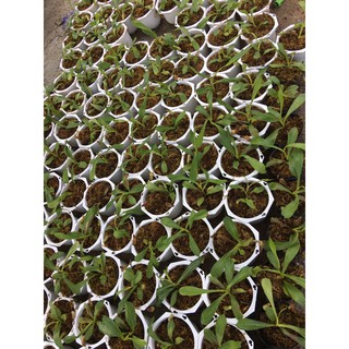 Chậu cây nắp ấm bắt côn trùng - Cây bắt mồi - Nepenthes mirabilis