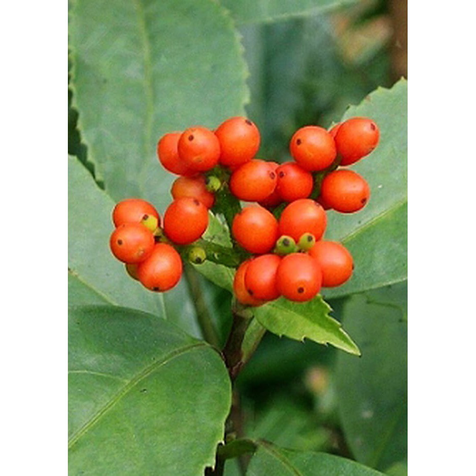 Cây sói rừng DV020