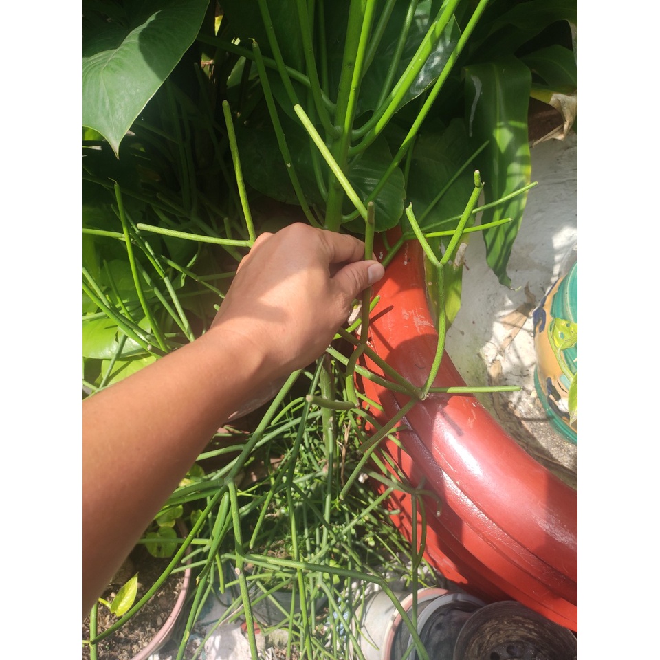 nhánh cây a dao -a giao- cây xương rắn - nhánh cây giống dài 15cm