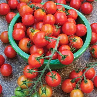 Hạt Giống Cà Chua Cherry Đỏ 0.1gr