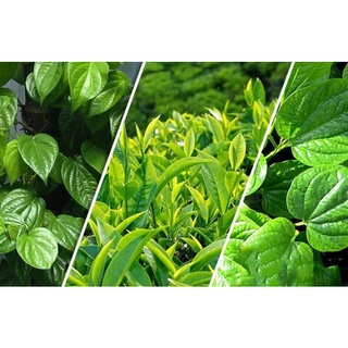 100g lá trầu không sạch