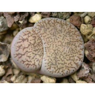 Lithops Lesliei ssp burchellii C302