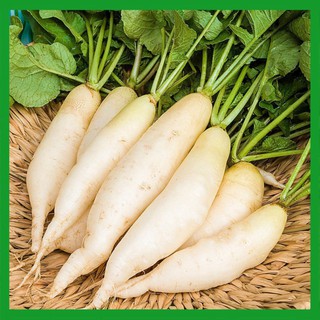 Hạt giống Củ Cải Hà Nội