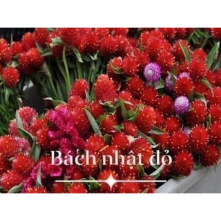 Gói 200 hạt hoa cúc bách nhật đỏ
