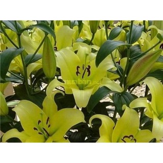 Củ Ly Thân cao Hoa Kép Màu Hồng Phấn (Củ Ly Giống)