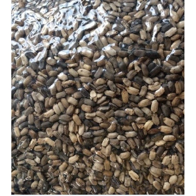 Hạt Giống Cây Xạ Đen - (CÂY DƯỢC LIỆU ) gói 50 hạt