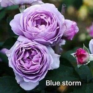 Cành Chiết Hồng Ngoại Blustom (Cành Chiết Hoa Hồng)
