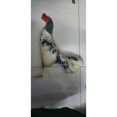 Thú bông 3D - GÀ ĐÁ, GÀ TẬP LỰC 🐓