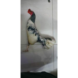 Thú bông 3D - GÀ ĐÁ, GÀ TẬP LỰC 🐓