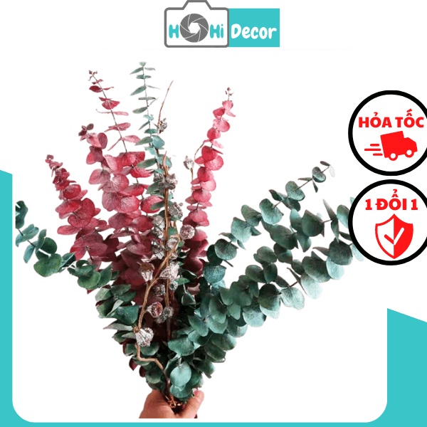 Cành Lá Bạch Đàn (Khuynh Diệp) Khô Trang Trí Chụp Ảnh Sản Phẩm, Decor Bàn Học