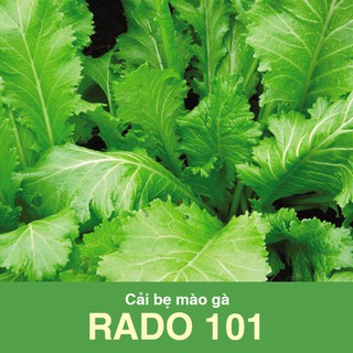 Cải bẹ mào gà Rado 101