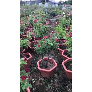 bonsai hoa hồng ngoại