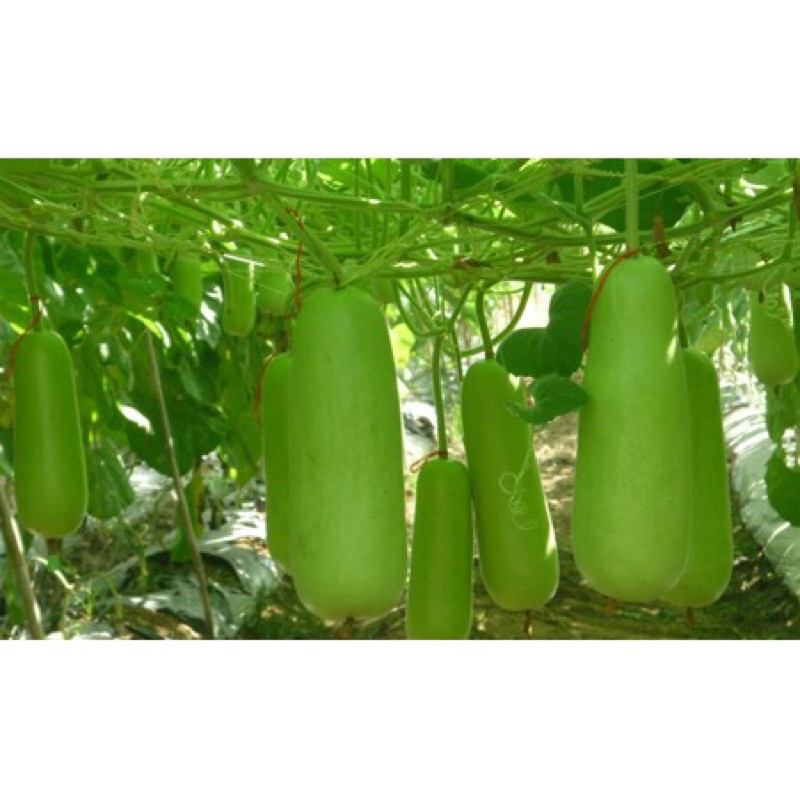 Hạt giống bí đao chanh ruột đặc cao sản F1