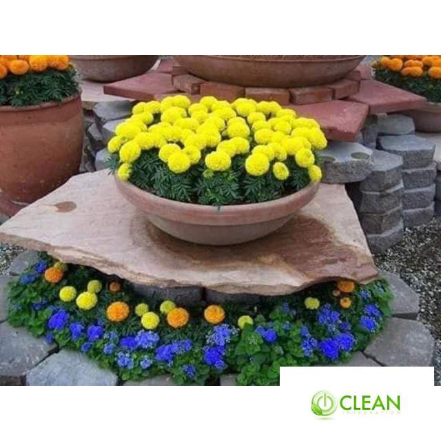 🌼🌼 HẠT GIỐNG CÚC VẠN THỌ LÙN sắc Vàng Cam