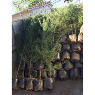 CÂY GIỐNG PHI LAO (CÂY DƯƠNG LIỄU, CÂY XÌ LAO)