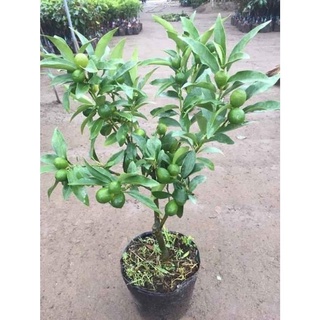 Hàng chất lượng cao Cây giống quất ngọt