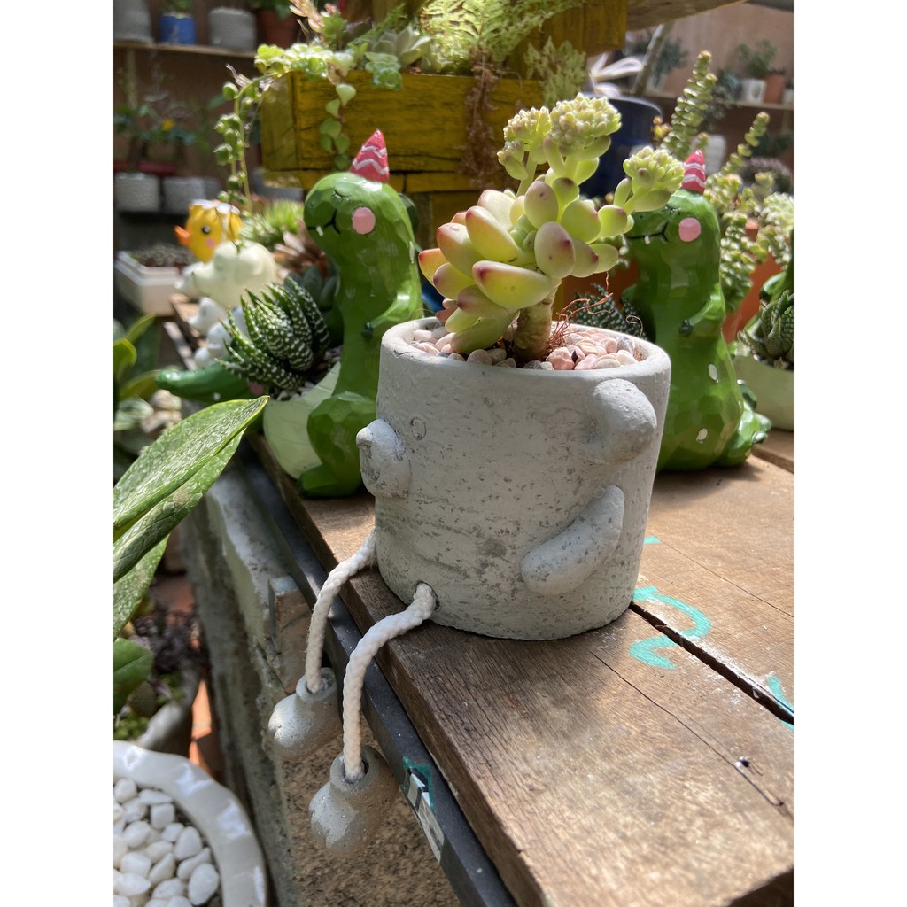 CHẬU XI MĂNG KÈM CÂY