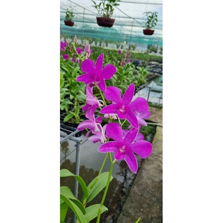 Hoa lan pink xưa