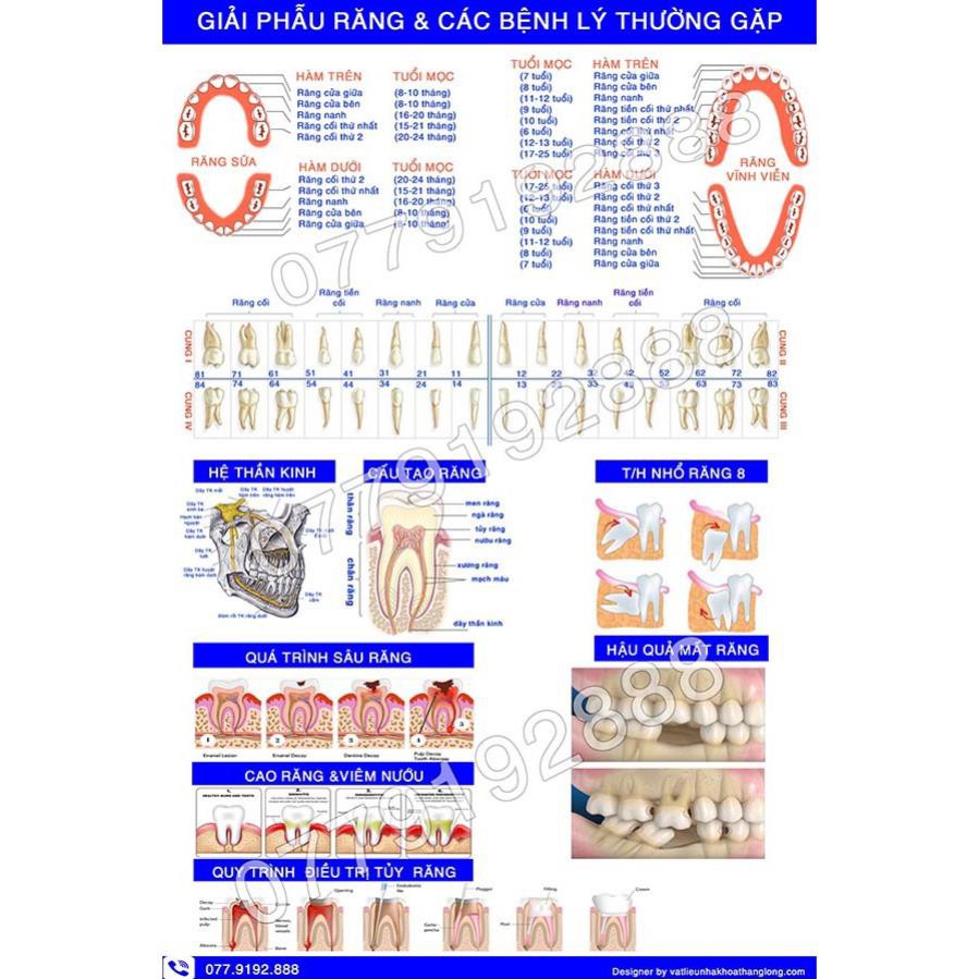 TRANH TƯ VẤN NHA KHOA'' GIẢI PHẪU RĂNG VÀ CÁC BỆNH LÝ THƯỜNG GẶP'',