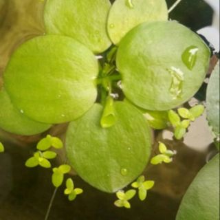 COMBO 30_35 CÂY THỦY SINH BÈO NHẬT size to nhỏ ( ship hàg lân cận hậu giang)