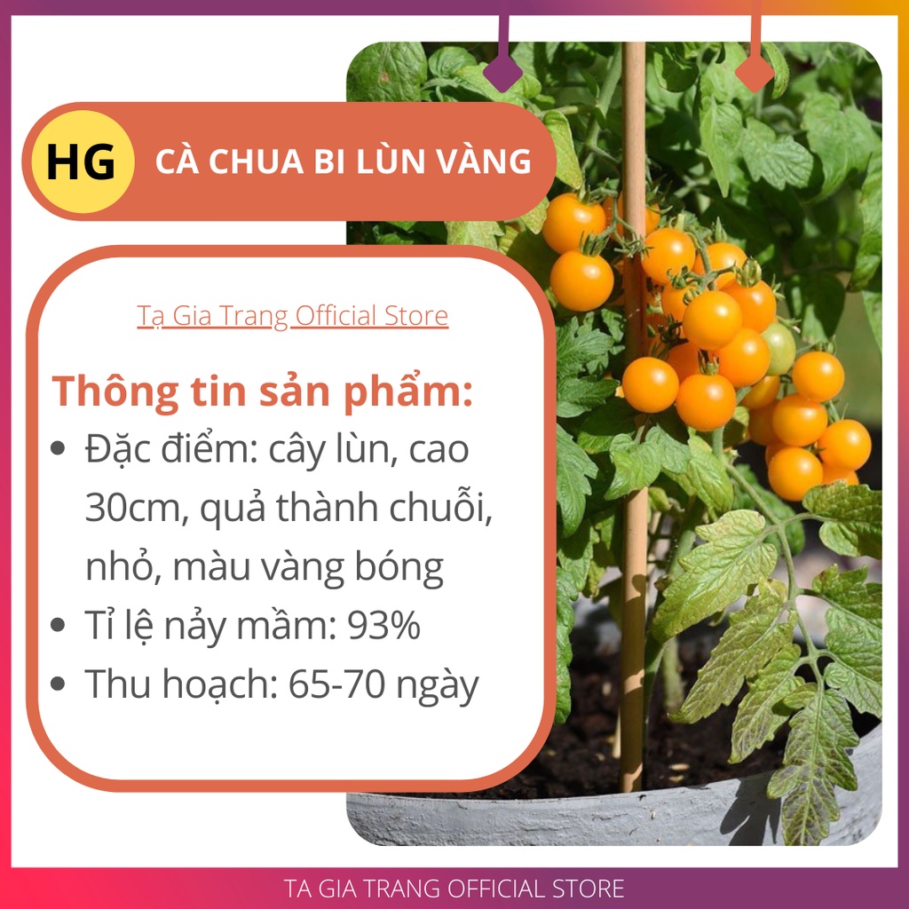 Hạt giống cà chua bi lùn vàng - Gói 0.1g