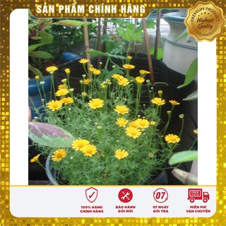 HẠT GIỐNG HOA CÚC SAO BĂNG (TARGETES ) 100 HẠT