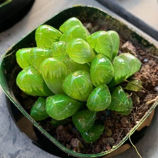 Sen ngọc (Sen đá kim cương) nhiều màu