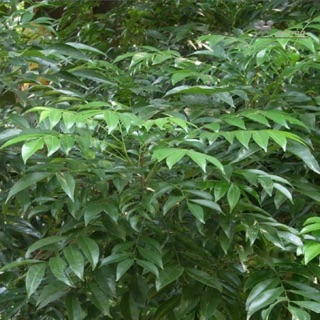 500gr Lá Móc Mật Tươi  - [ ĐẶC SẢN - QUÀ BIẾU ]