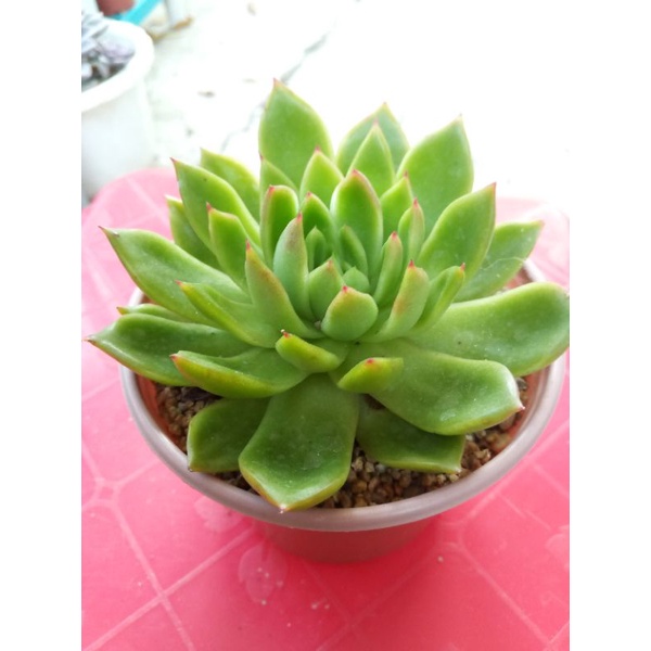 Sen đá cánh nhọn size 9cm