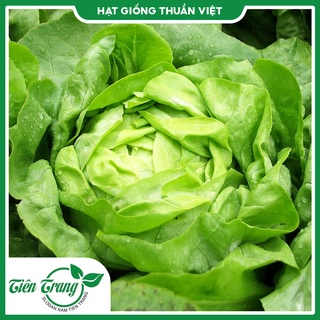 Hạt giống rau xà lách búp tn