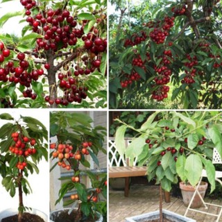 giống quả cherry đỏ sai quả 10 hạt