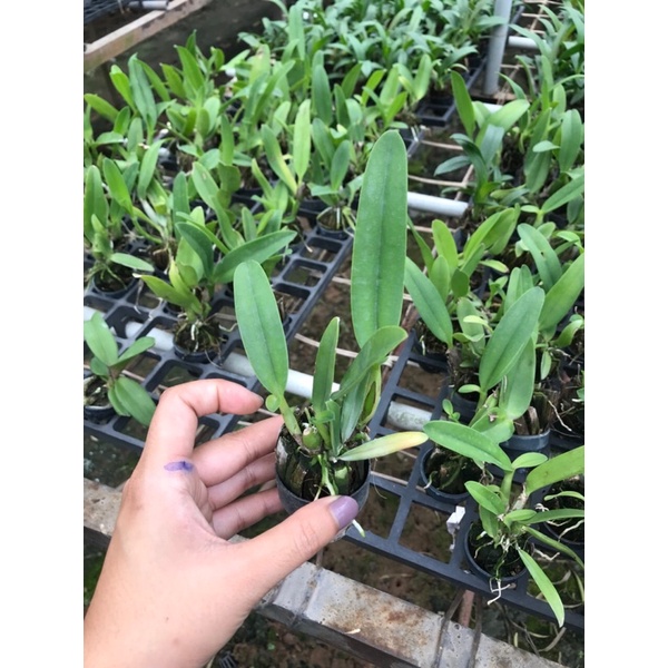 TNX18 - Hoa Lan Cattleya Nakornchaisri Delight Yen - cây Con