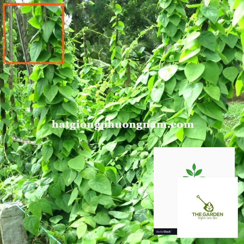 30H - HẠT GIỐNG SƯƠNG SÂM LÔNG Hạt Giống Nông Trại Xanh THE GARDEN