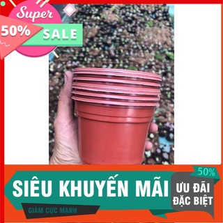 100 chậu trung 10x10 trồng sen đá