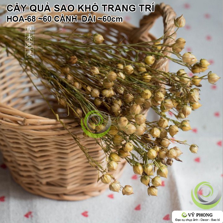 BÓ CÂY QUẢ SAO KHÔ TRANG TRÍ NHÀ ĐẠO CỤ CHỤP ẢNH SẢN PHẨM INS HOA KHÔ HOA-68