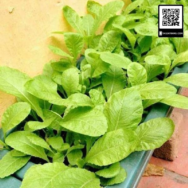 1KG Hạt giống rau cải mơ hoàng mai