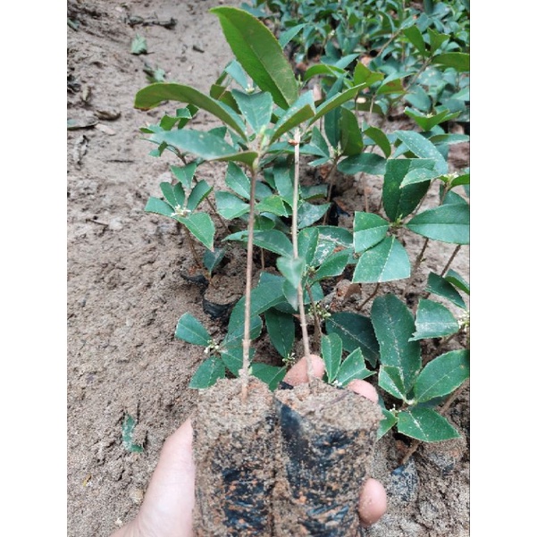 CÂY MỘC TA GIỐNG CAO 25CM